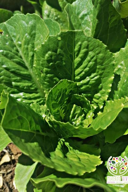 Lechuga Matelote