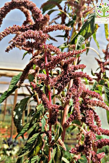 Bledo silvestre (Amaranthus Retroflexus)