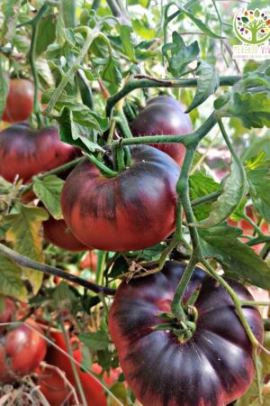 Tomate Belleza Morada