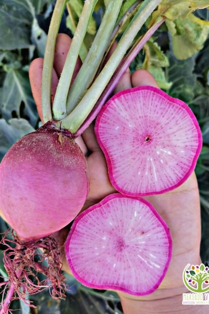 Rábano Sandía rosado o Watermelon Radish