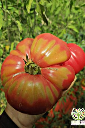 Tomate Rosado Chilote