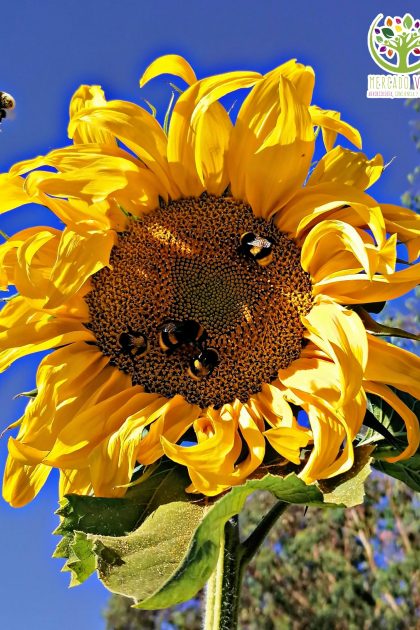 Girasol Amarillo Gigante