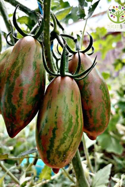 Tomate Lucky Tiger