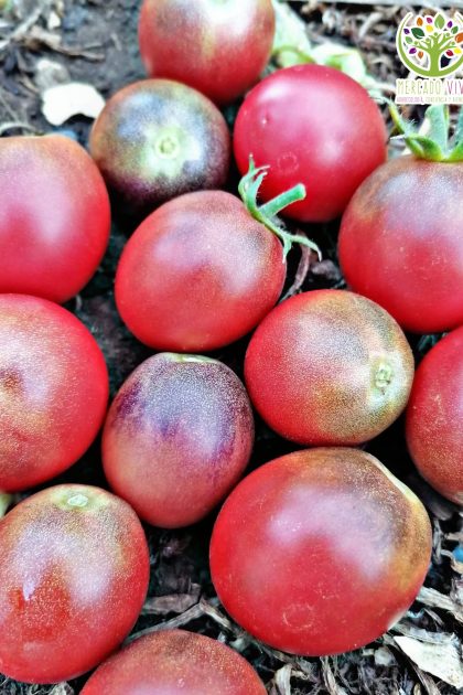 Tomate Cherry Rojo Ucraniano