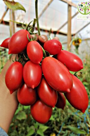 Tomate Pomodoro