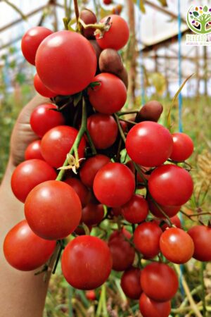 Tomate Cherry Aperitivo dulce