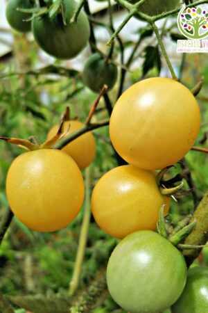 Tomate Cherry Blanco