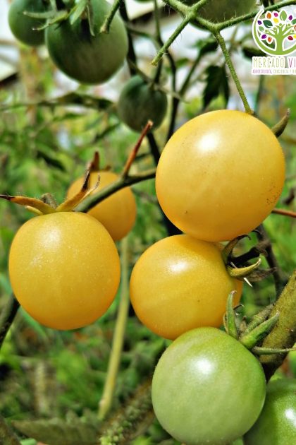 Tomate Cherry Blanco