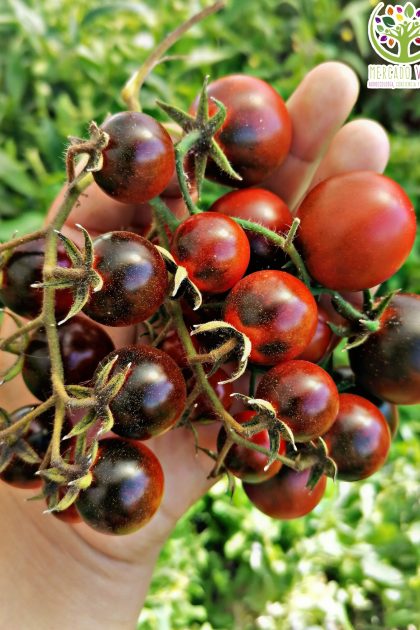 Tomate Cherry Blue Berries FP