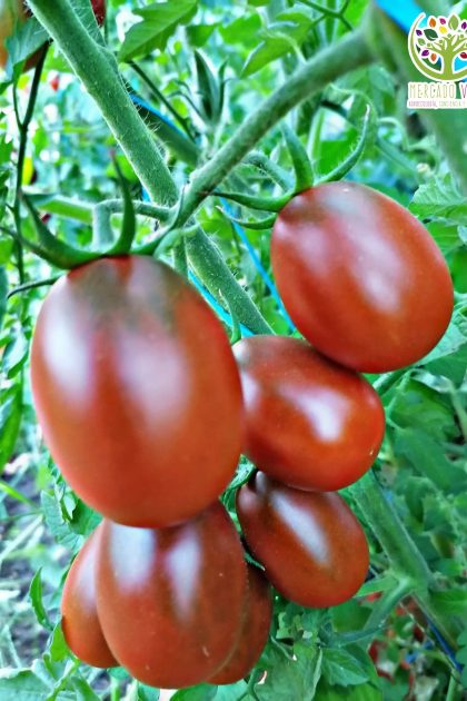 Tomate Prune Noire