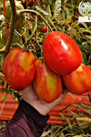 Tomate Corazón de Águila