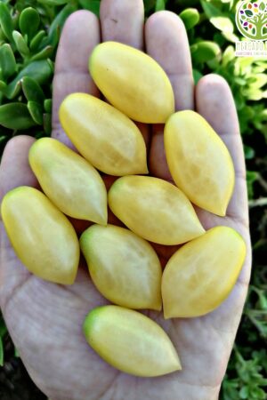 Tomate Cherry Barry´s Crazy amarillo