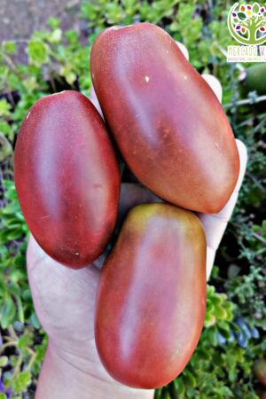 Tomate Purple Russian