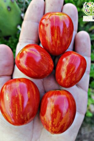 Tomate Cherry Pimentón