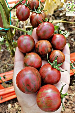 Tomate Cherry Black Zebra