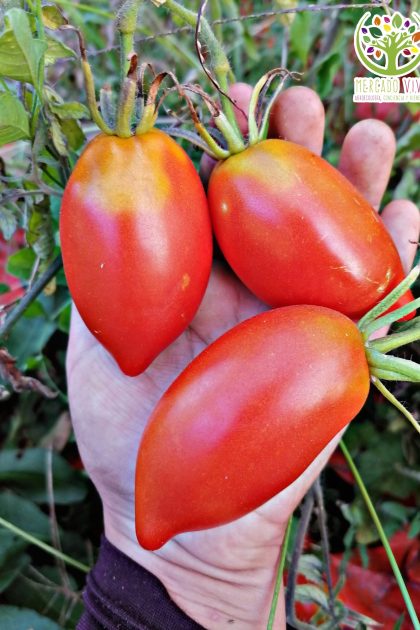 Tomate Myona