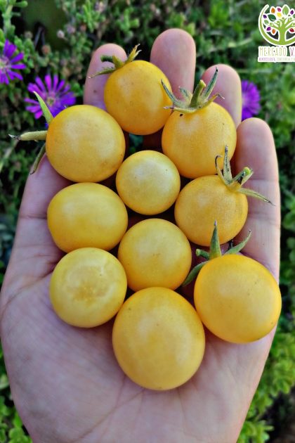 Tomate Nieve Blanca