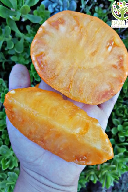 Tomate Ananá Anaranjado