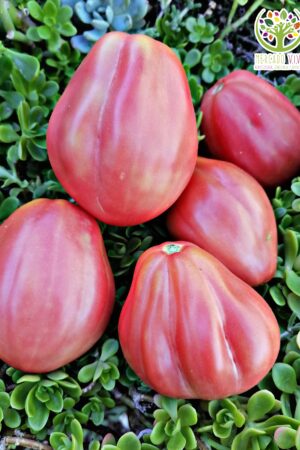 Tomate Corazón de Oso rosado