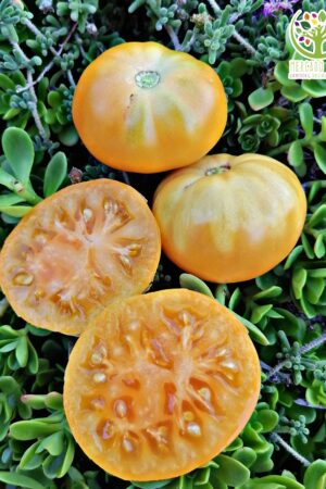 Tomate Custard Gloss