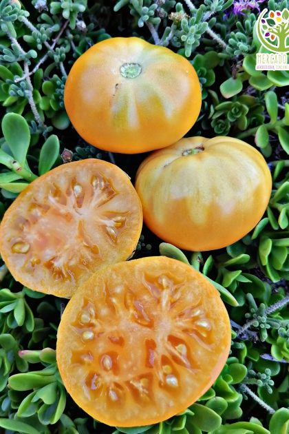 Tomate Custard Gloss