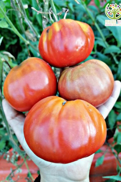 Tomate Belleza Latina FP