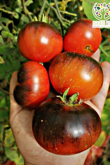 Tomate Dark Galaxy