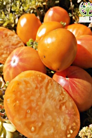 Tomate German Gold Strawberry