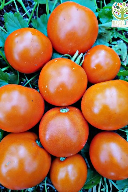 Tomate Caro Rich