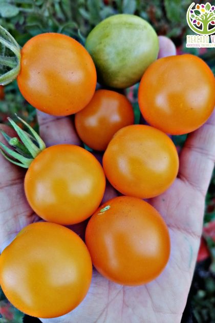 Tomate Indian Moon