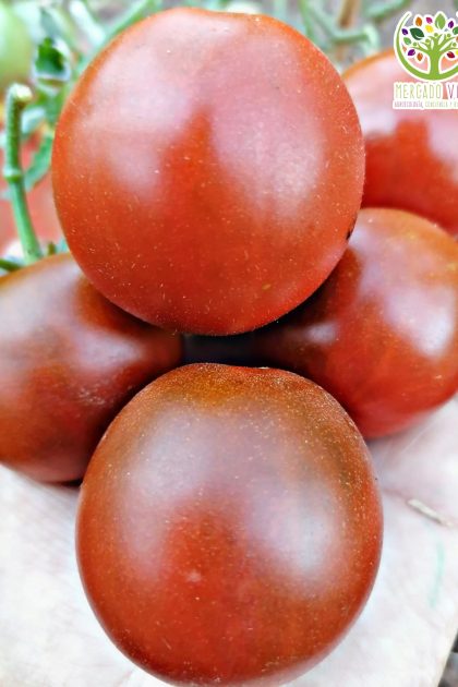 Tomate Príncipe Negro