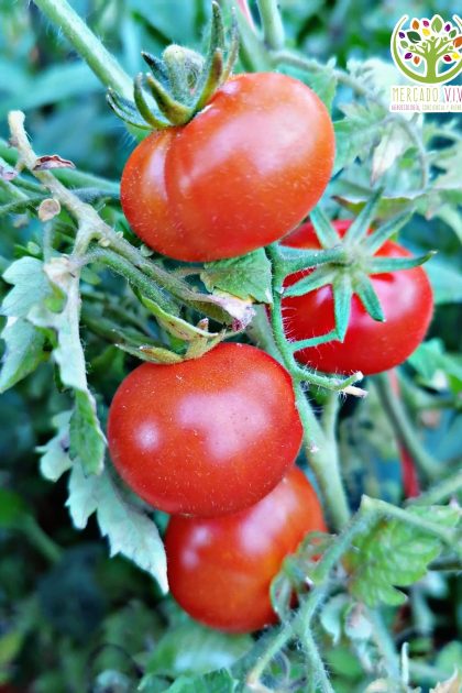Tomate Buchen