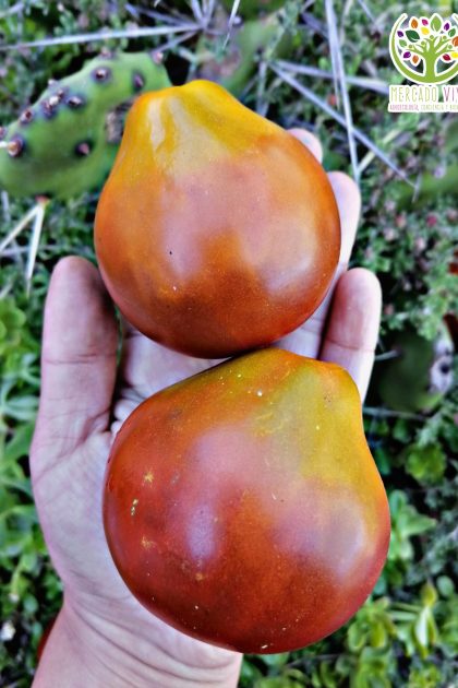 Tomate Pera Negra