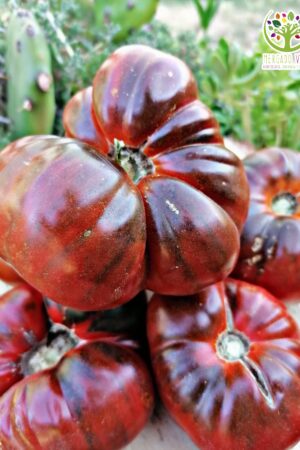 Tomate Orgullo Morado