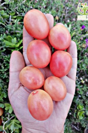 Tomate Cherry Thai Pink Egg