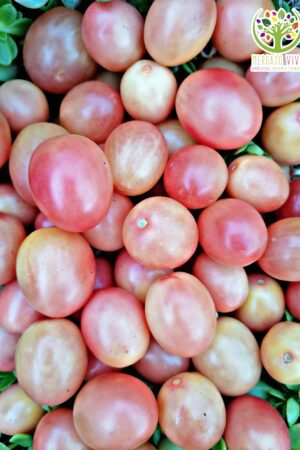 Tomate Cherry Thai Pink Egg FP
