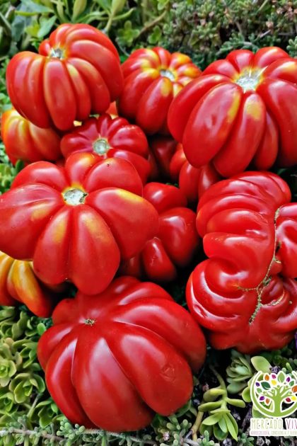 Tomate Sharpei Rot FP
