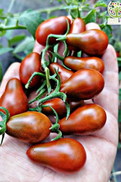 Tomate Cherry Gotas de Chocolate