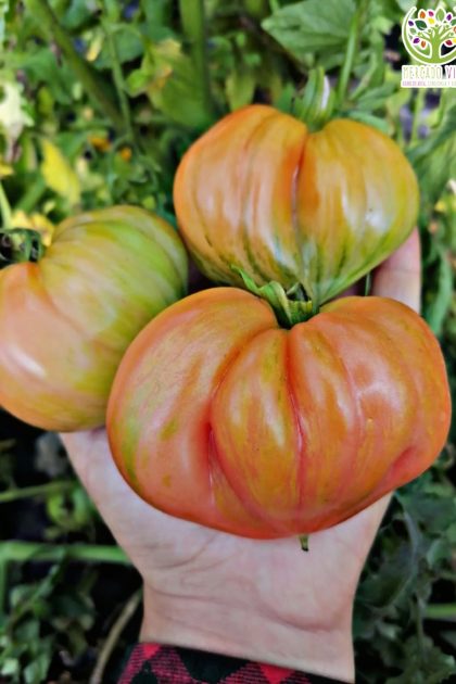 Tomate Crushed Heart