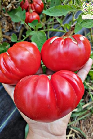Tomate Red Brandywine