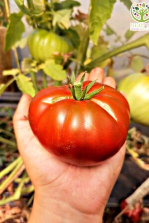 Tomate del Nerpio Morado