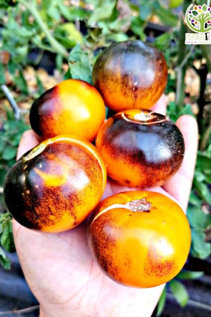 Tomate Blue Gold