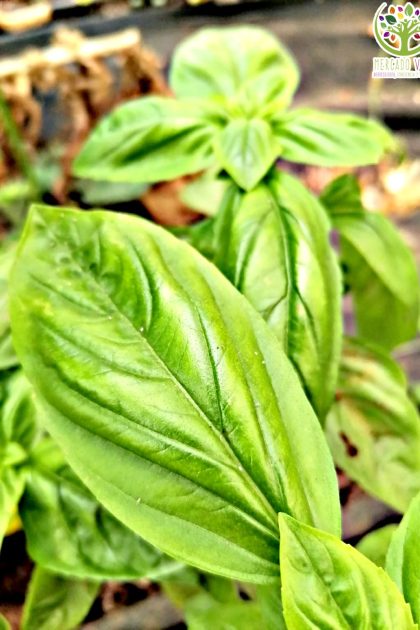 Semillas de Albahaca hoja ancha