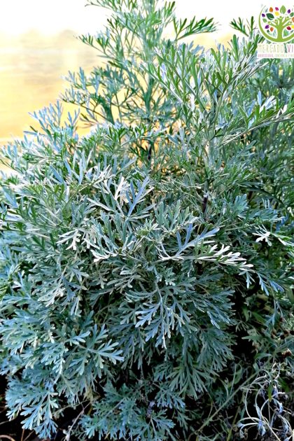 Semillas de Artemisa Annua o Ajenjo dulce