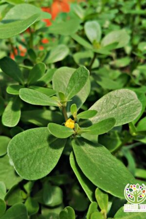 Semillas de Verdolaga