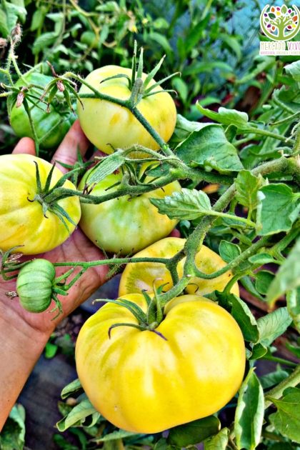 Tomate Beauté Blanche
