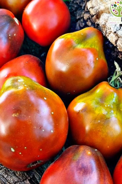 Tomate Japanese Black Trifele