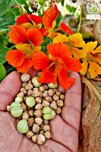 Capuchina o Espuela de galán mix FP