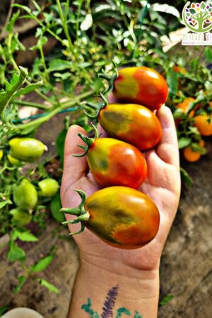 Tomate Pera grande Chocolate FP