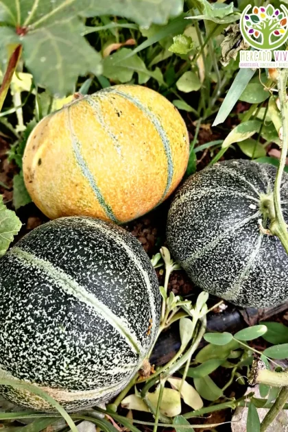 Melón Petit gris de Rennes